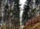 Pyjet, prerja e paligjshme: Dëm prej 25 milionë euro