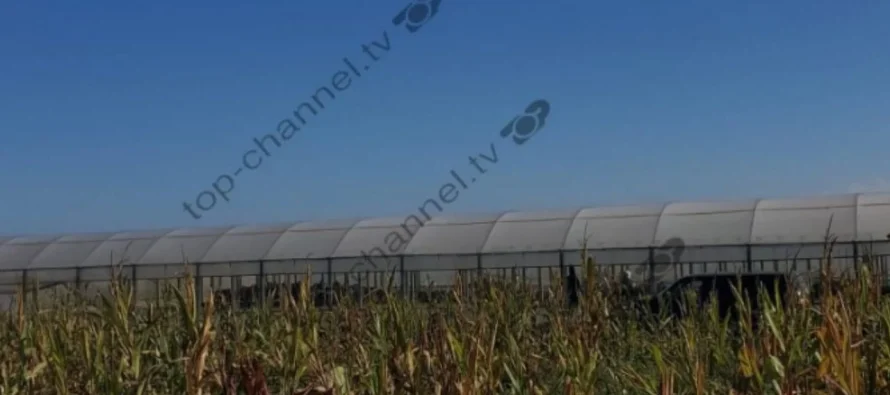 Ferma e hashashit në Berat, caktohet arrest me burg për nëntë persona nën hetim! Çfarë zbuluan hetimet e SPAK