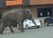 Një elefant u arratis nga një cirk dhe endej nëpër një qytet në Shtetet e Bashkuara