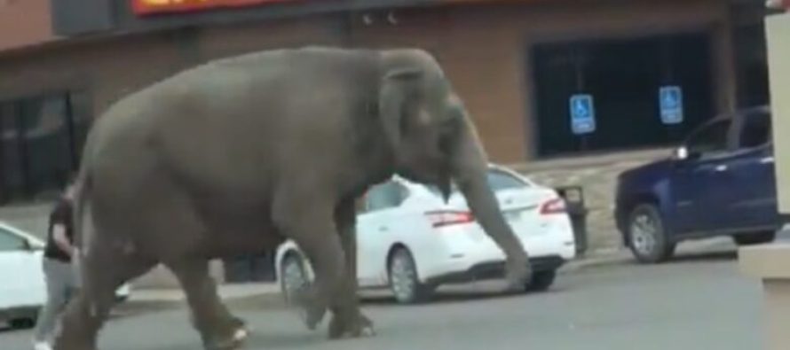 Një elefant u arratis nga një cirk dhe endej nëpër një qytet në Shtetet e Bashkuara