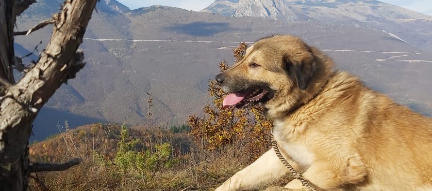 Dobrosht, një grup i madh qensh endacak kanë sulmuar një tufë delesh