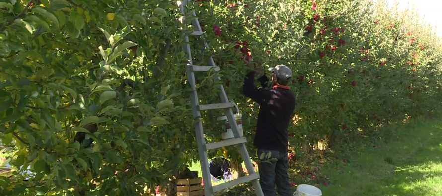 Prodhimi vendor, ekspertët: Nevojitet strategji për rritjen e prodhimit