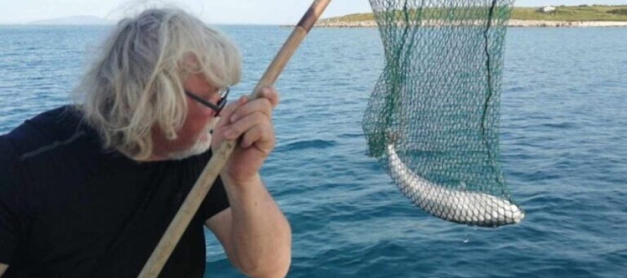 Peshku më helmues në botë kapet në Kroaci: Helmi i tij mund të vrasë 30 njerëz
