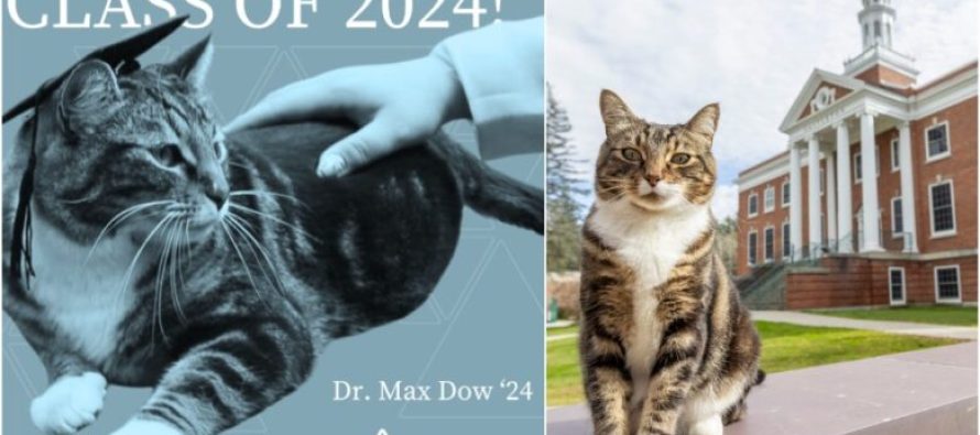 Universiteti i Vermontit i ka dhënë një doktoratë nderi maces Max