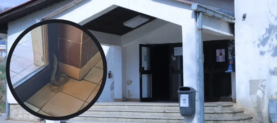 Gjarpër në menzën e konviktit të studentëve “Stiv Naumov”