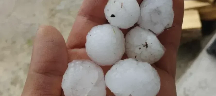 Breshër me madhësi sa kokrra e arrës në disa pjesë të Maqedonisë