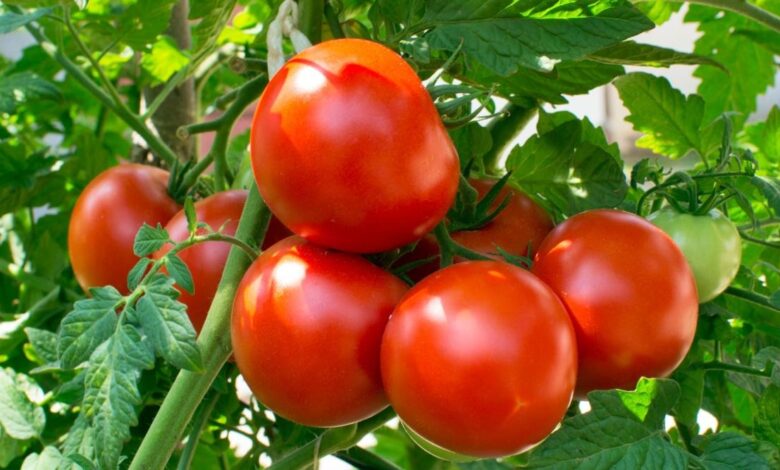 Domatet konsideroheshin helmuese për shekuj të tërë