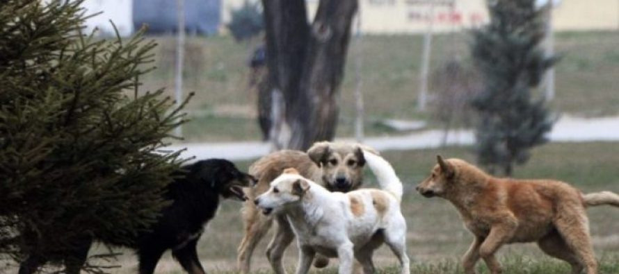 Dy persona janë kafshuar nga qentë endacakë në Shkup