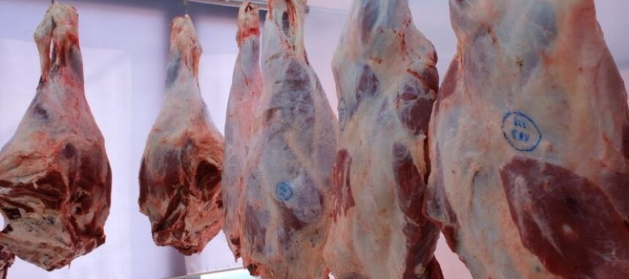 Numri i kafshëve në rënie: Në vend të stallave “shkojnë në thertore”