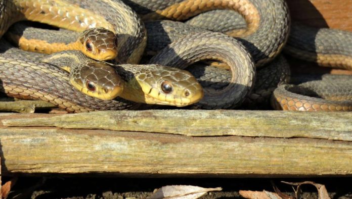 Qyteti i Shkupit: Nuk jemi kompetentë për rastet me gjarpërinjtë apo zvarranikët tjerë