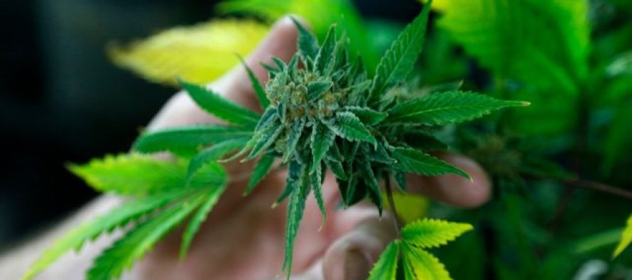 Dënimet e 2.5 milionë amerikanëve për marijuanë do të falen