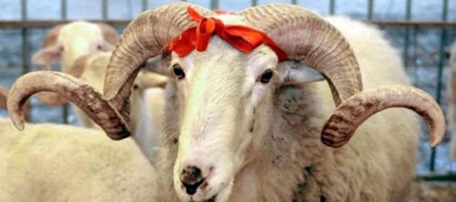 Festa e Bajramit, çmimi për kurban nga 200 deri në 2 mijë euro