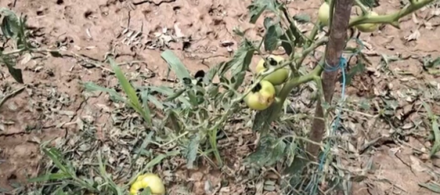 Të mbjellat tërësisht të shkatërruara në Maqedoni, bujqit apel qeverisë që t’u dalë në ndihmë