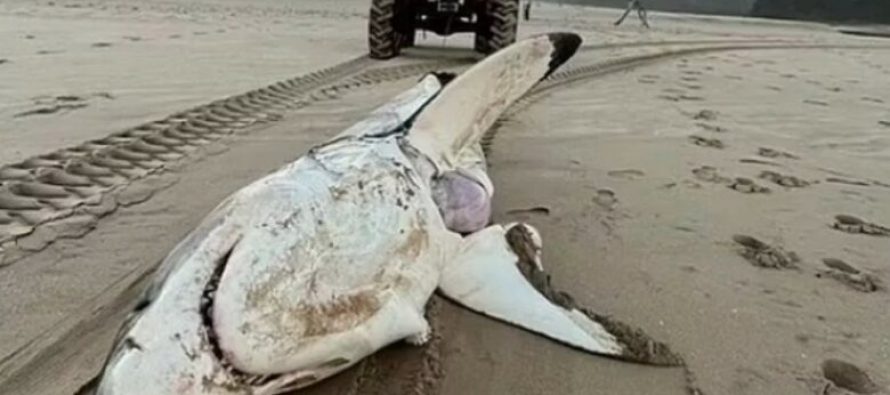 Predatori gjigant copëton peshkaqenin 5m të gjatë që sapo kishte vrarë delfinin në Afrikën e Jugut