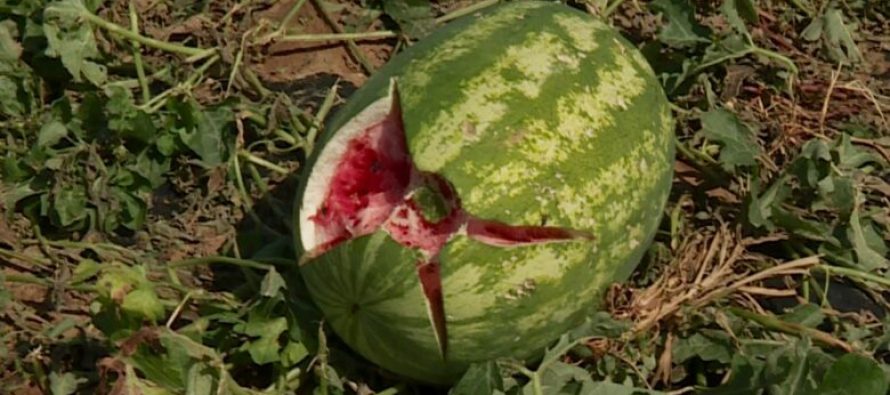 Bujqit e dëmtuar nga breshëri takojnë kreun e Komunës, kërkojnë kompensim të dëmit