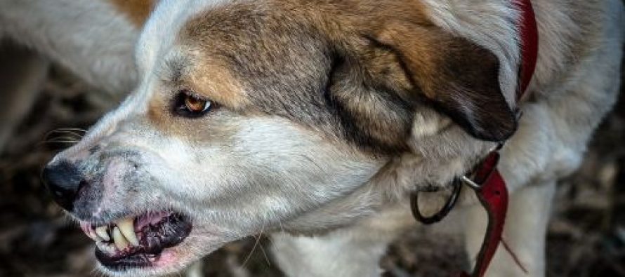 Për pesë muaj, 43 kafshime nga qentë endacak në Tetovë