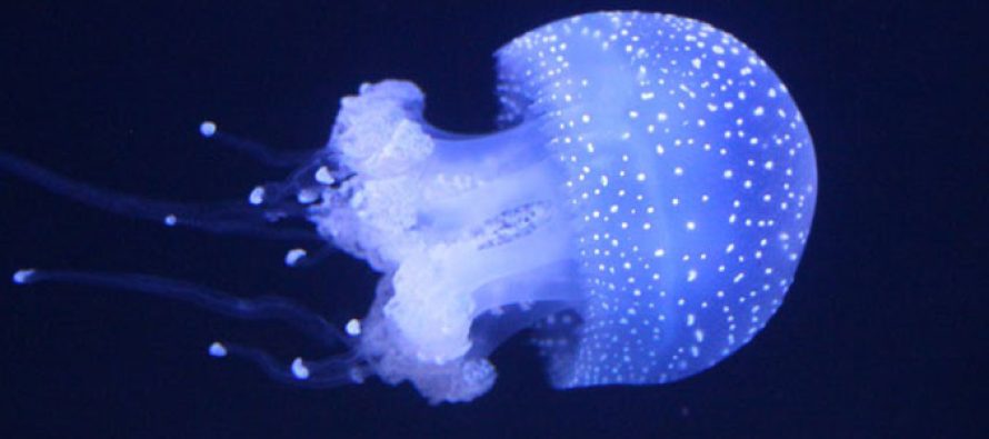 Zbulohet oksigjeni ‘i errët’ që prodhohet në thellësi të oqeanit