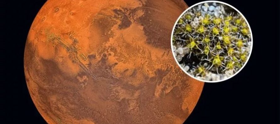 Një myshk rezistent shkretëtire, syntrichia caninervis, mund të jetë në gjendje të lulëzojë në Mars