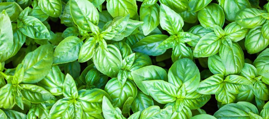 Mësojeni tani! Si të përdorni lëngun e borzilokut kundër gurëve në veshka