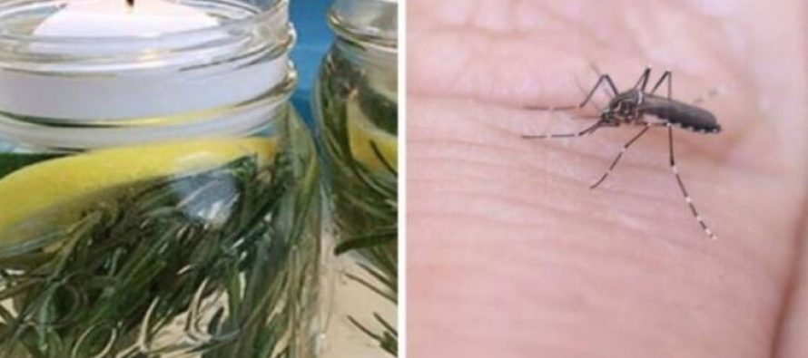 Receta e përgatitur në shtëpi që mban larg mushkonjat