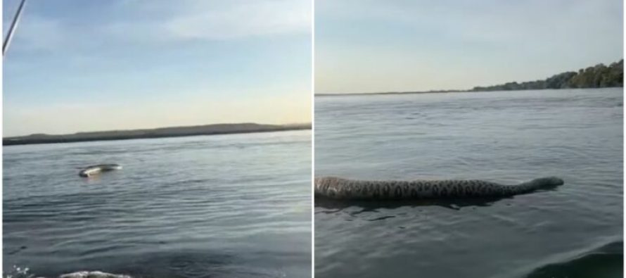 Video: Në një liqen në Brazil, uji hedh jashtë një përbindësh të vdekur