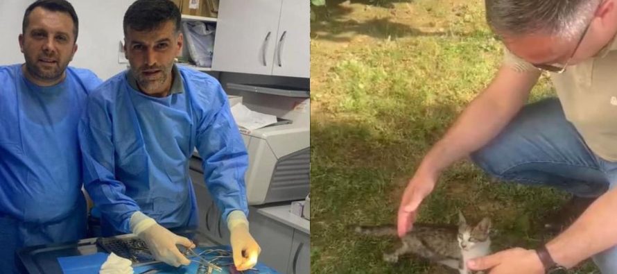 Driton Selmanaj rrëfen një histori prekëse me një mace