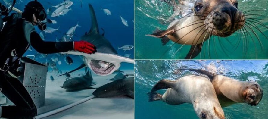 Fotografi mahnitëse që tregojnë magjinë e botës ujore