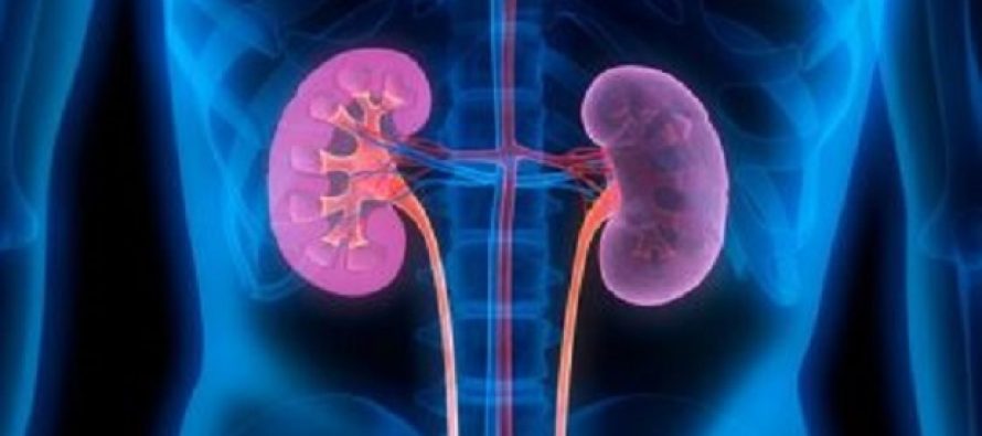 Si të përkujdeseni për veshkat në stinën e verës