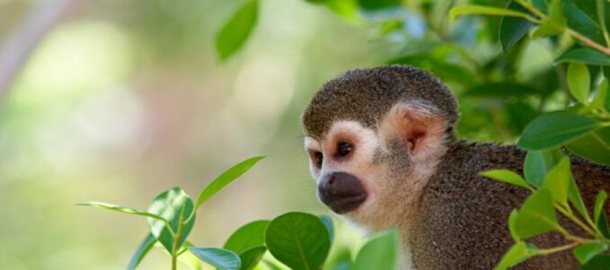 Cili kontinent ka më shumë specie shtazore?