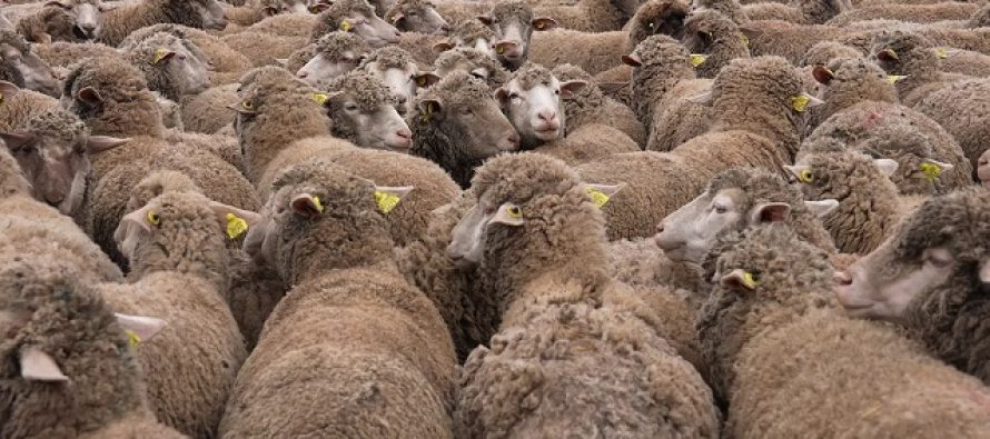 Alarm për mbrojtje nga murtaja tek gjitarët e vegjël, veterinarët bëjnë thirrje për kujdes