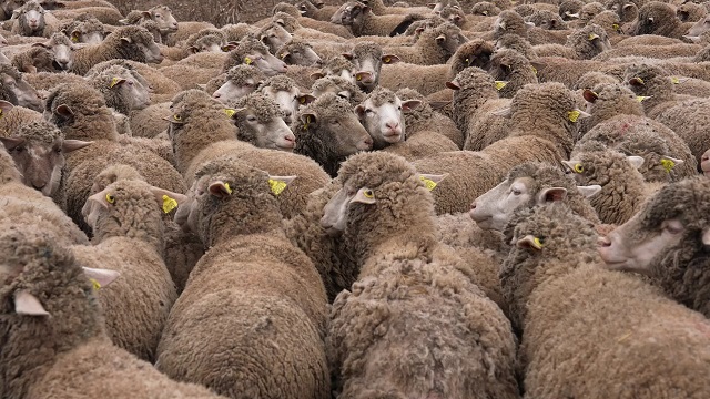 Alarm për mbrojtje nga murtaja tek gjitarët e vegjël, veterinarët bëjnë thirrje për kujdes