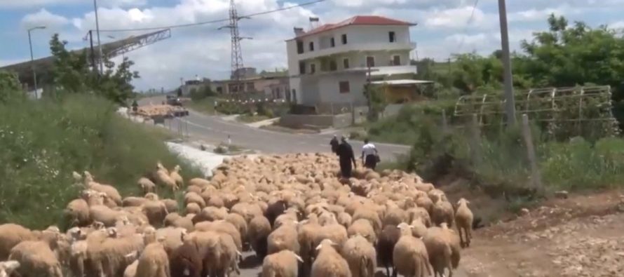 Shqipëria në alarm nga murtaja tek bagëtitë/ Në Korçë, Elbasan e Berat janë ngritur 11 grupe task force