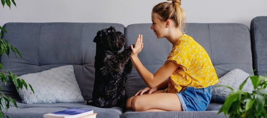 Si duhet të flisni me qenin tuaj në mënyrë që ai t’ju kuptojë