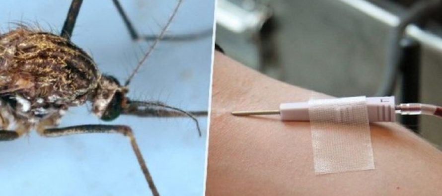 Virusi i Nilit “shpërthen” në Greqi, regjistrohen 4 viktima të reja
