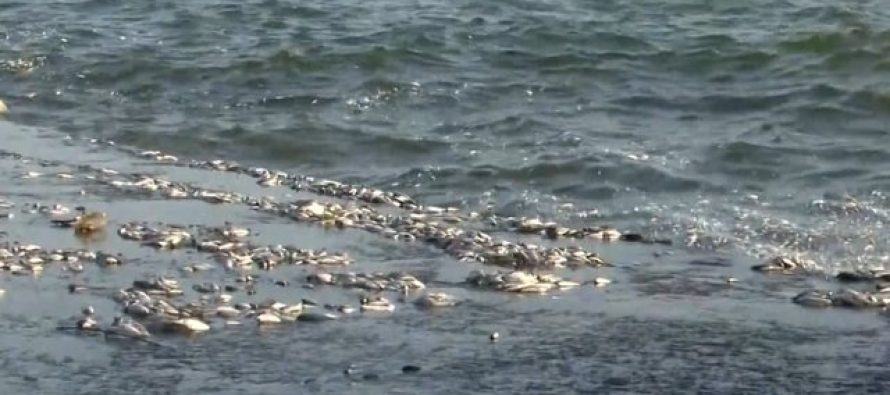 Greqi, tonelata me peshk të ngordhur! Pamje të frikshme në Volos, kryebashkiaku: Krim ekologjik