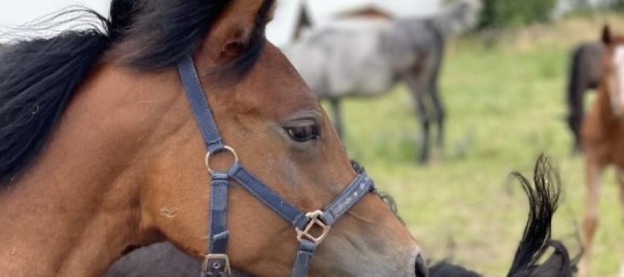 Një studim i ri tregon se kuajt janë shumë më të zgjuar nga sa mendonim