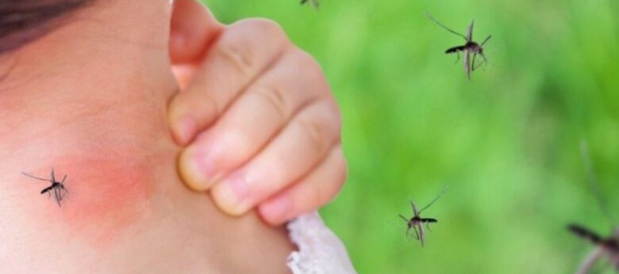 Zbulohet elementi tjetër sesi na identifikojnë mushkonjat për të na thumbuar