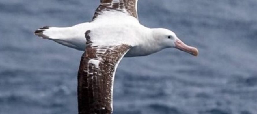Minjtë e Afrikës Jugore sulmojnë albatrosët: Ata ngjiten mbi ta dhe i hanë ngadalë