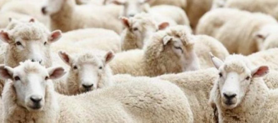 Alarm në Maqedoni: Po përhapet lija e dhenve dhe dhive!