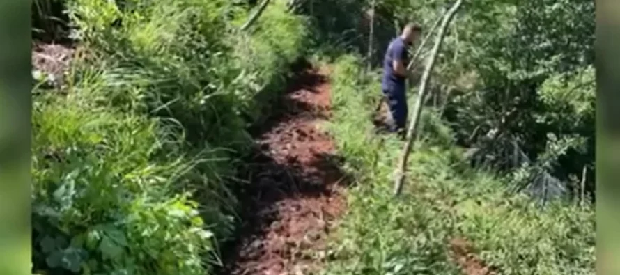 Kultivuan 32 mijë rrënjë kanabis, SPAK përfundon hetimet e çon për gjykim 23 persona