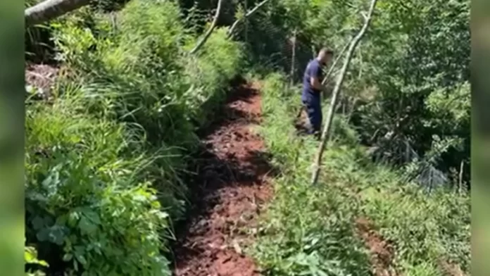 Policia ka zbuluar një plantacion ilegal me kanabis në rajonin e Strumicës