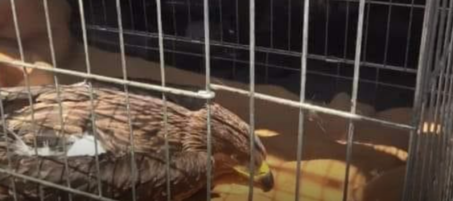 Në Kopshtin Zoologjik në Shkup ngordh shqiponja e cila ishte shpëtuar nga zjarrfikësit