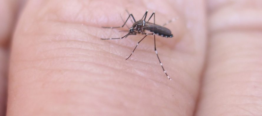 Shqipëri, 62 të infektuar me Ethet e Nilit