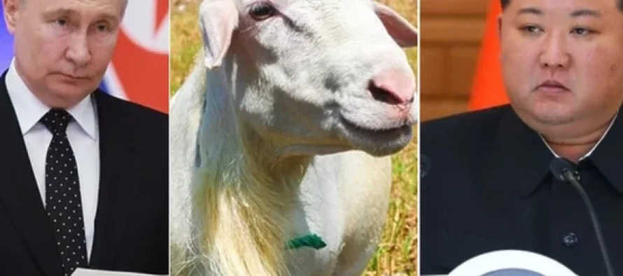 Putin e merr me të mirë Kim Jong-un, Moska ia dërgon Koresë së Veriut 447 dhi