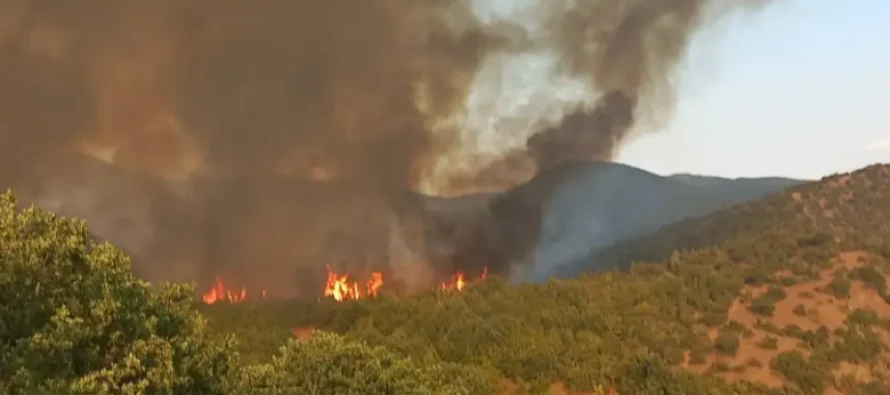 Ekovita: Pas shuarjes së zjarrit në malin Serta, natyra po rimëkëmbet