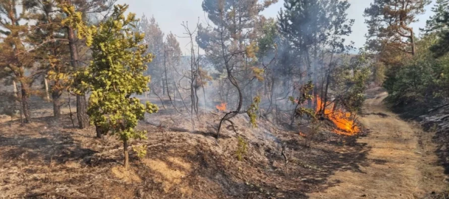 Zjarri në Zajaz të Kërçovës përsëri aktiv