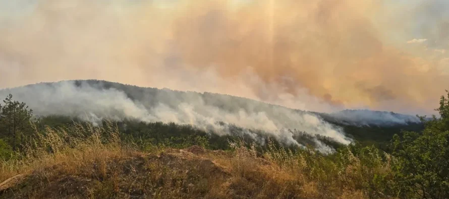 Këtë vit në Maqedoninë e Veriut janë djegur aq pyje sa në dhjetë vitet e mëparshme së bashku