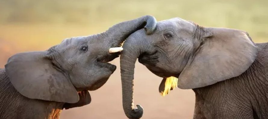 Zimbabve do të vrasë 200 elefantë për të ushqyer njerëzit e prekur nga uria