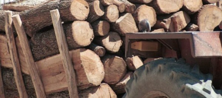 Jo gjithmonë krim – shpesh mbijetesë