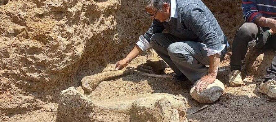 Studiuesit zbulojnë mbetjet e mastodonëve të Epokës së Akullit në Peru